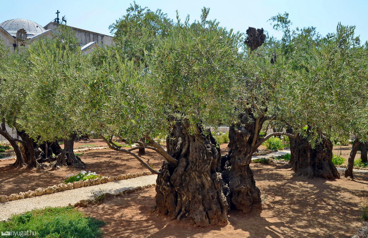 Getsemani kert